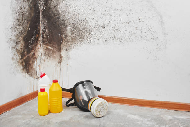 Best Emergency Mold Removal  in Parker, CO