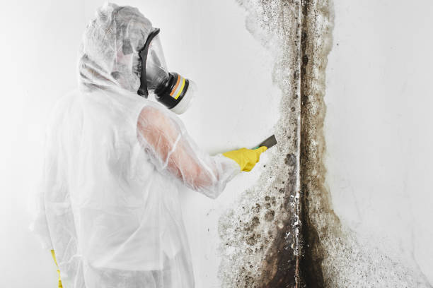 Best Same-Day Mold Removal  in Parker, CO