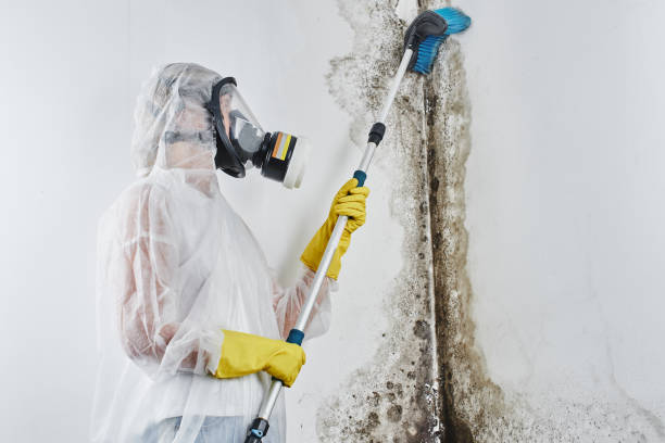 Mold Removal and Inspection in Parker, CO