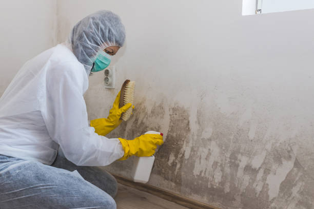 Best Certified Mold Removal  in Parker, CO