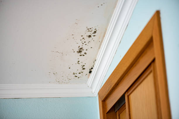 Best Mold Remediation  in Parker, CO