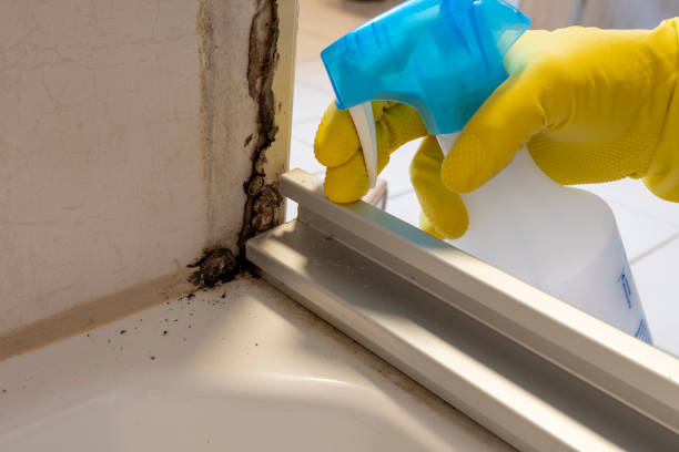 Parker, CO Mold Removal Company