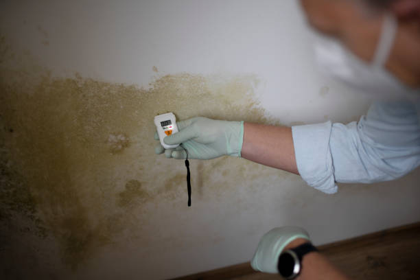 Best Mold Damage Repair  in Parker, CO