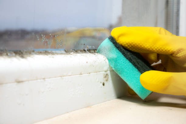 Best Home Mold Removal  in Parker, CO