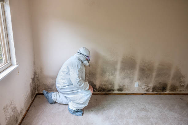 Best Office Mold Removal Services  in Parker, CO