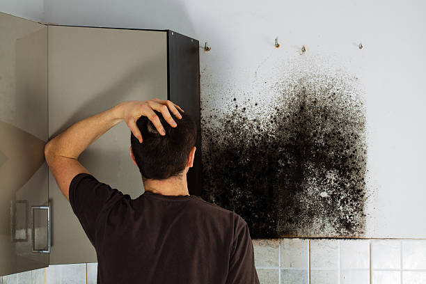 Best Office Mold Removal Services  in Parker, CO