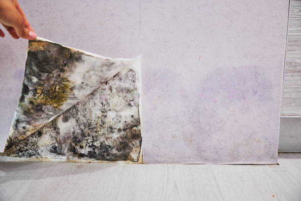 Best Black Mold Removal  in Parker, CO